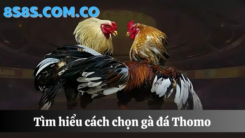 Cách chọn 8s Đá gà Thomo