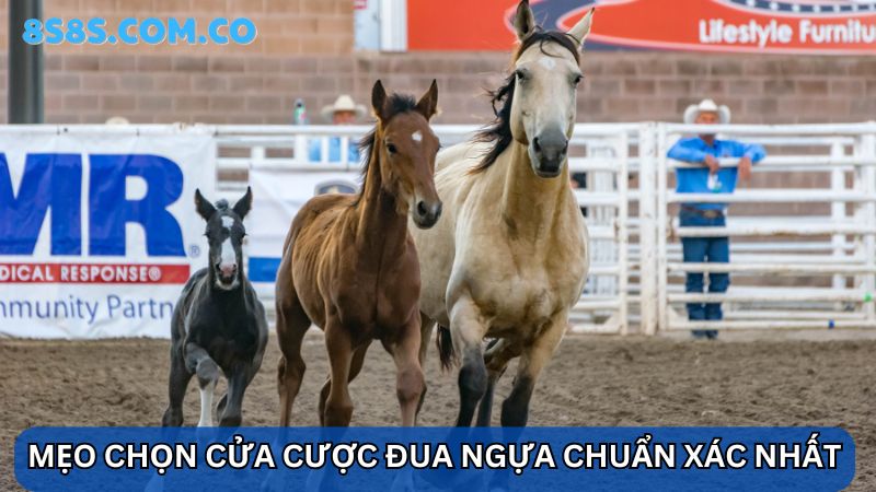 Mẹo chọn cửa cược 8s Đua ngựa