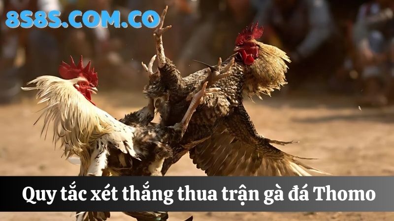 Quy định xét thắng 8s Đá gà Thomo