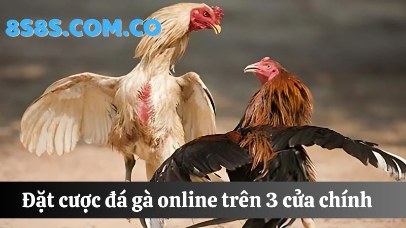 các cửa đặt cược 8s Đá gà online