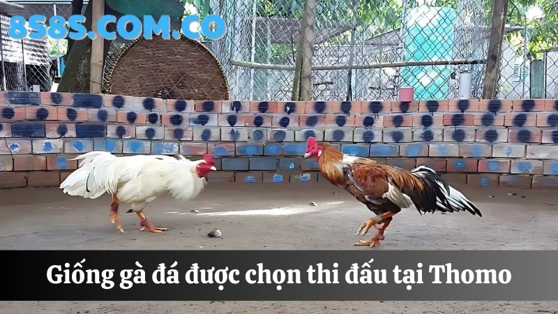 8s Đá gà Thomo giống gà được chọn